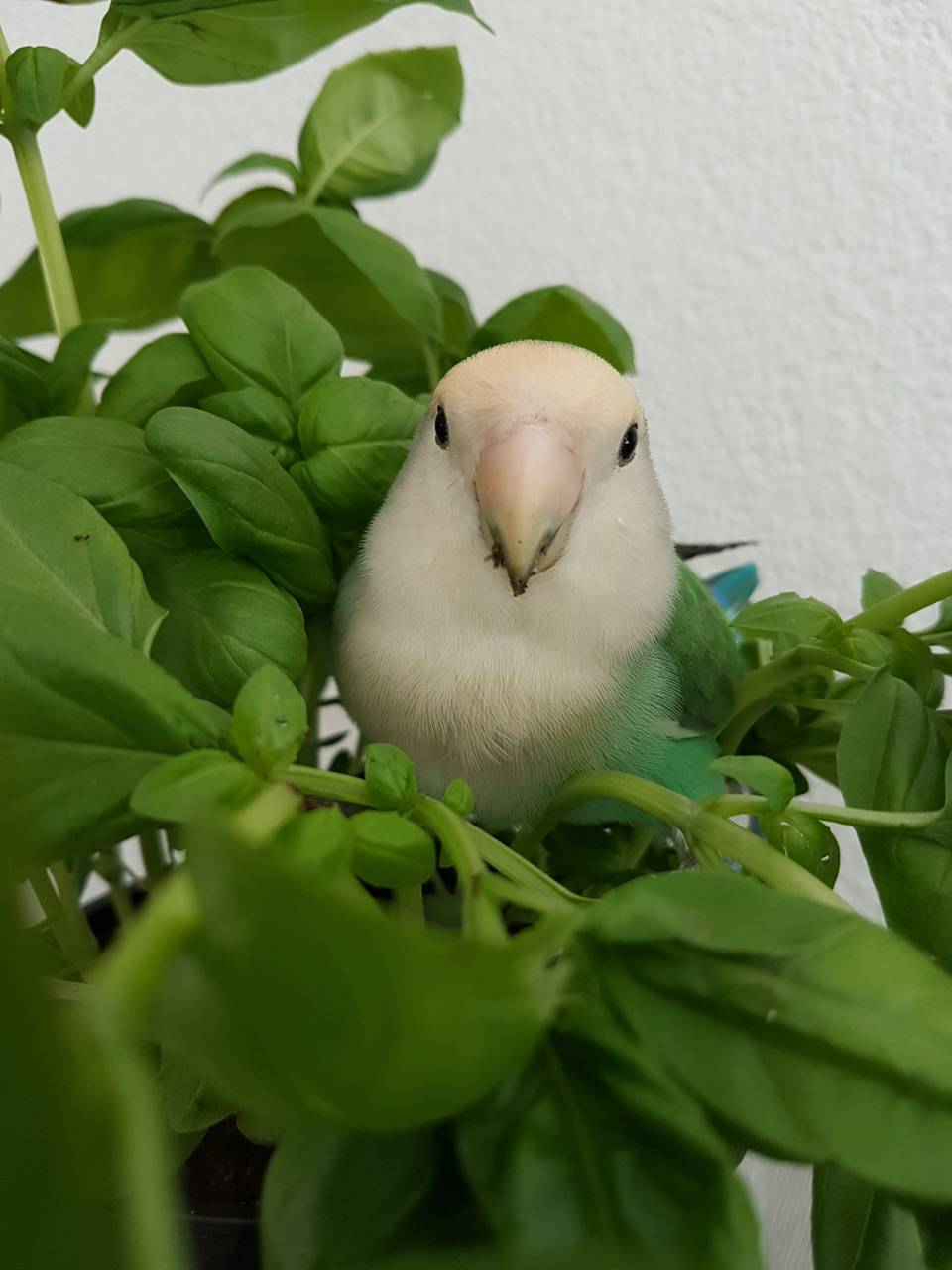 960x1280 Lovebird wallpaper