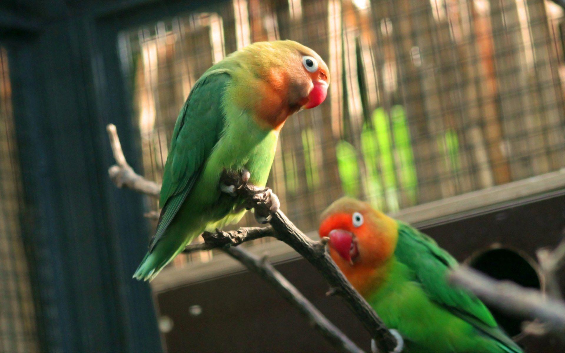 1920x1200 Love Bird Wallpaper