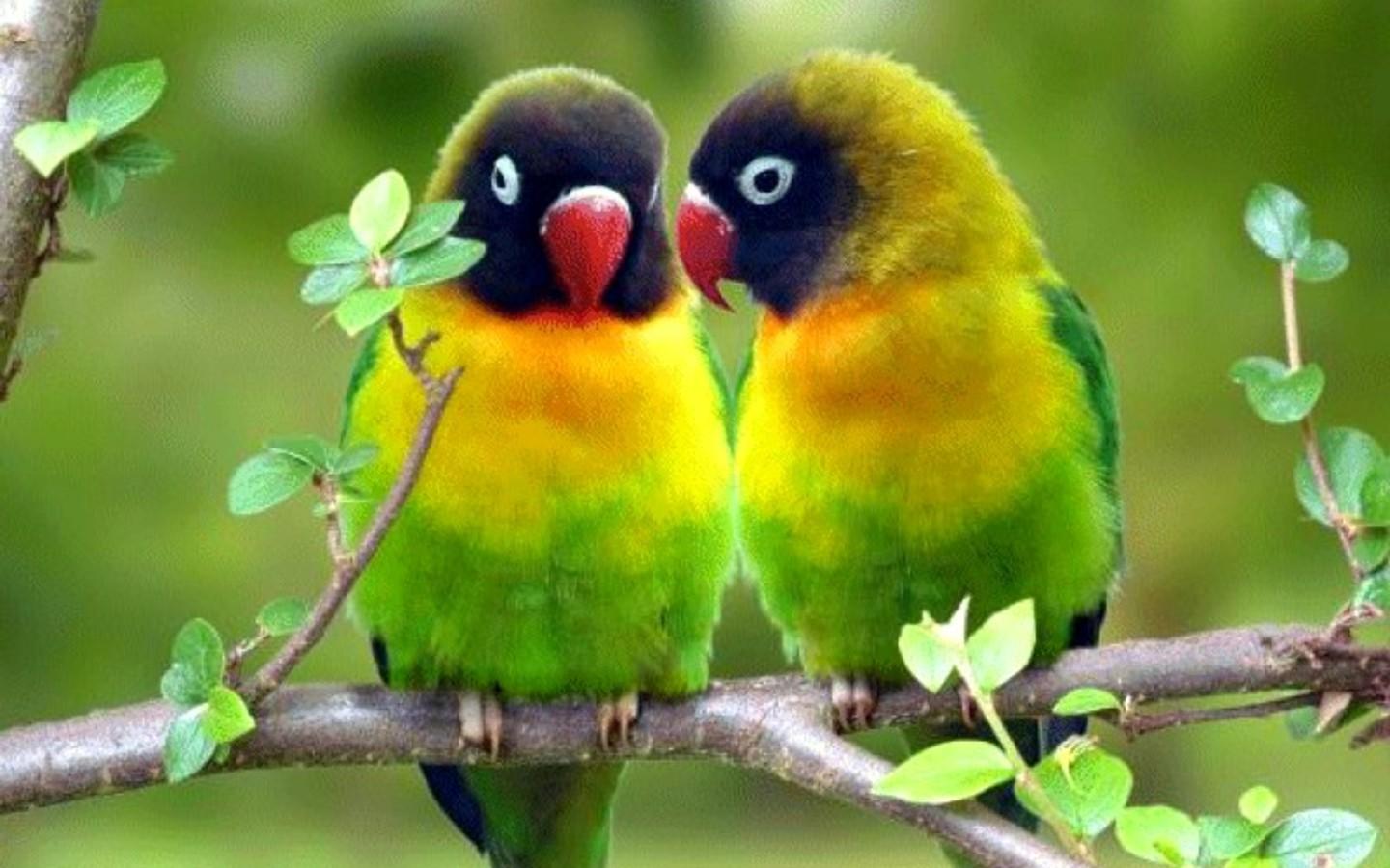 1440x900 Lovebirds Wallpaper 1440x