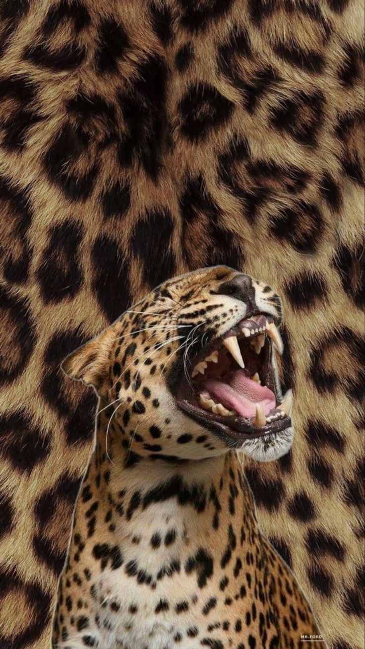736x1308 Leopard aesthetic • • • • #wallpaper #aesthetic #explore #fyp #vintage #vintagewallpaper
