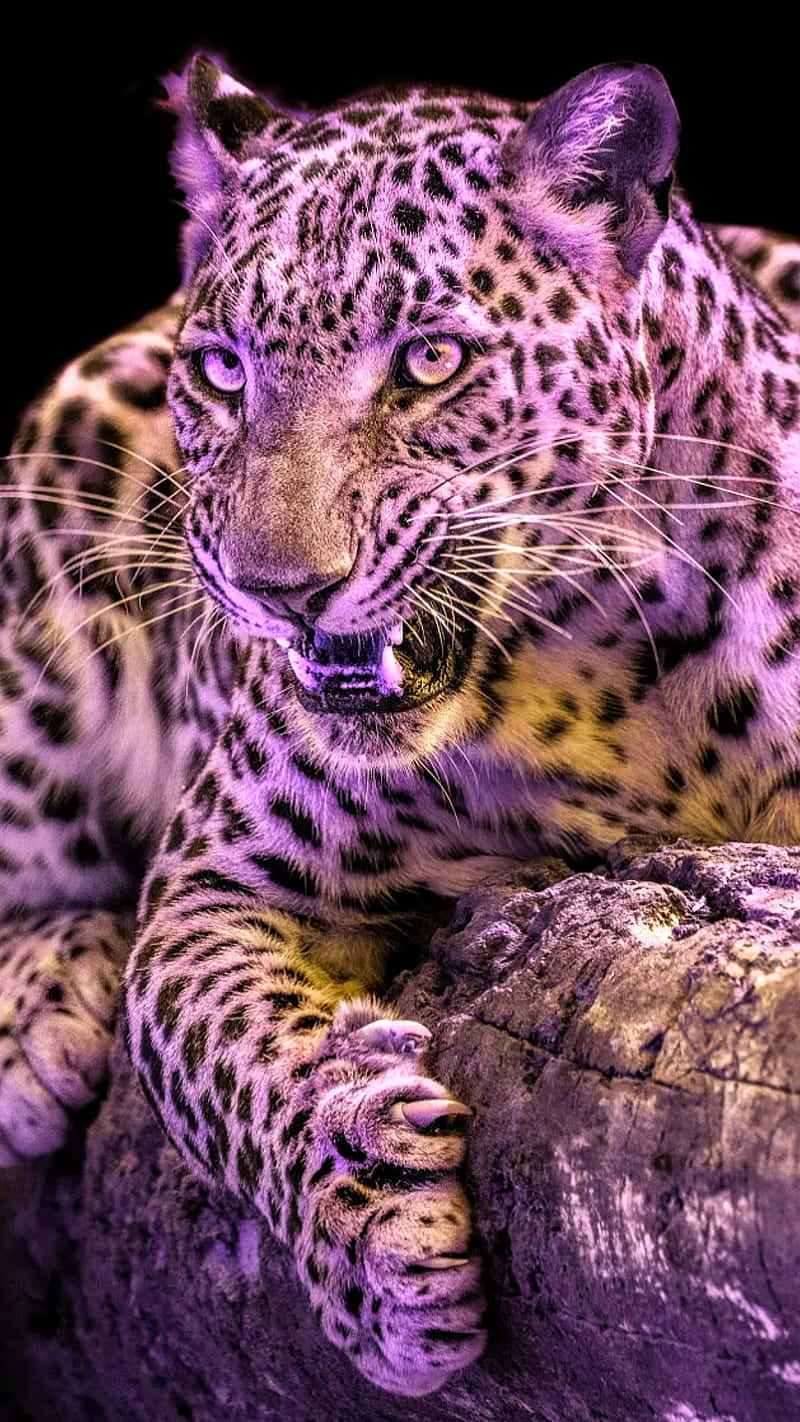 800x1422 Download Majestic Purple Leopard Wallpaper