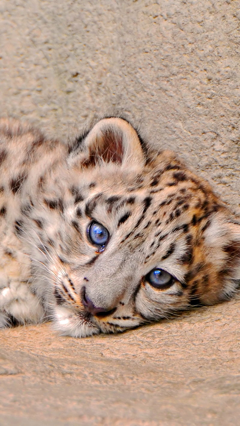 800x1422 Leapord Cub, sadness, snow leopard, leopard, animal, wild, HD phone wallpaper