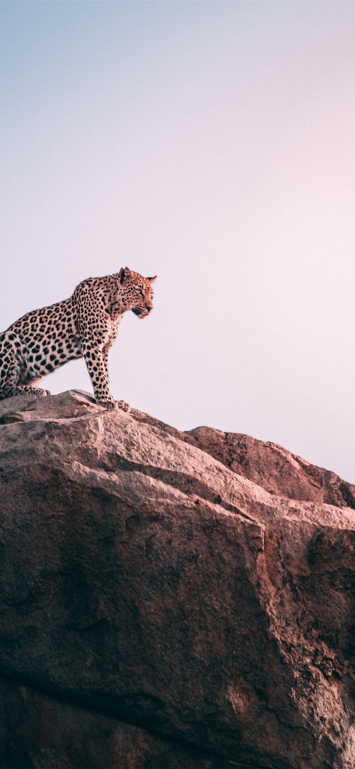 1242x2688 brown leopard on top of grey rock iPhone SE Wallpaper Free Download