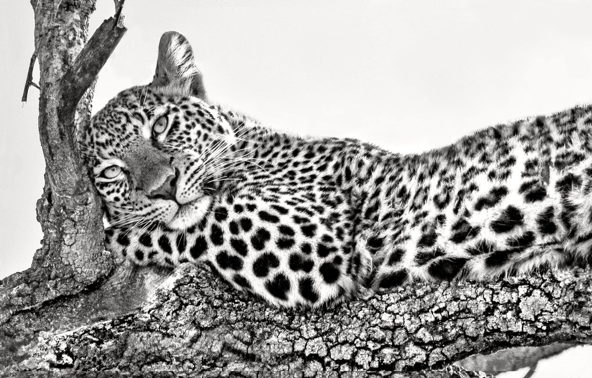 1920x1227 Download Black & White Animal Leopard HD Wallpaperx1598
