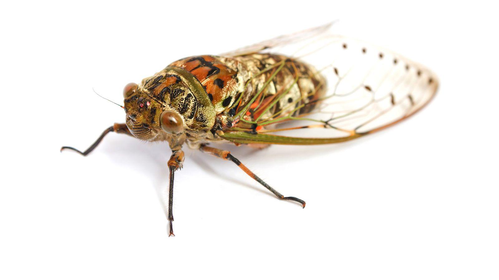 1600x899 Cicada wallpaper, Animal, HQ Cicada pictureK Wallpaper 2019