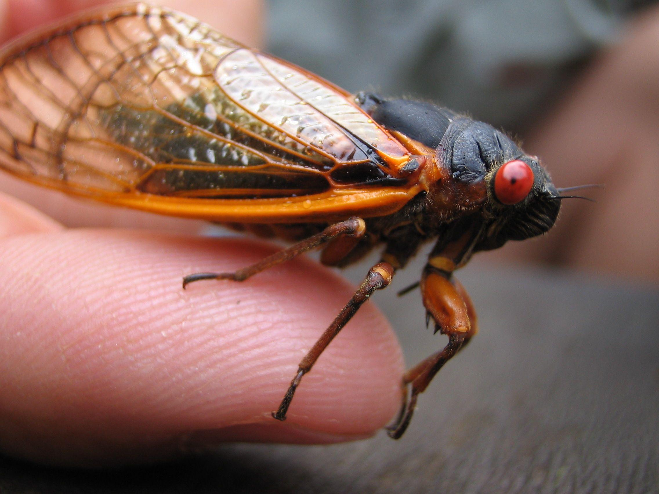 Cicada Wallpapers - Top Free Cicada Backgrounds - WallpaperAccess