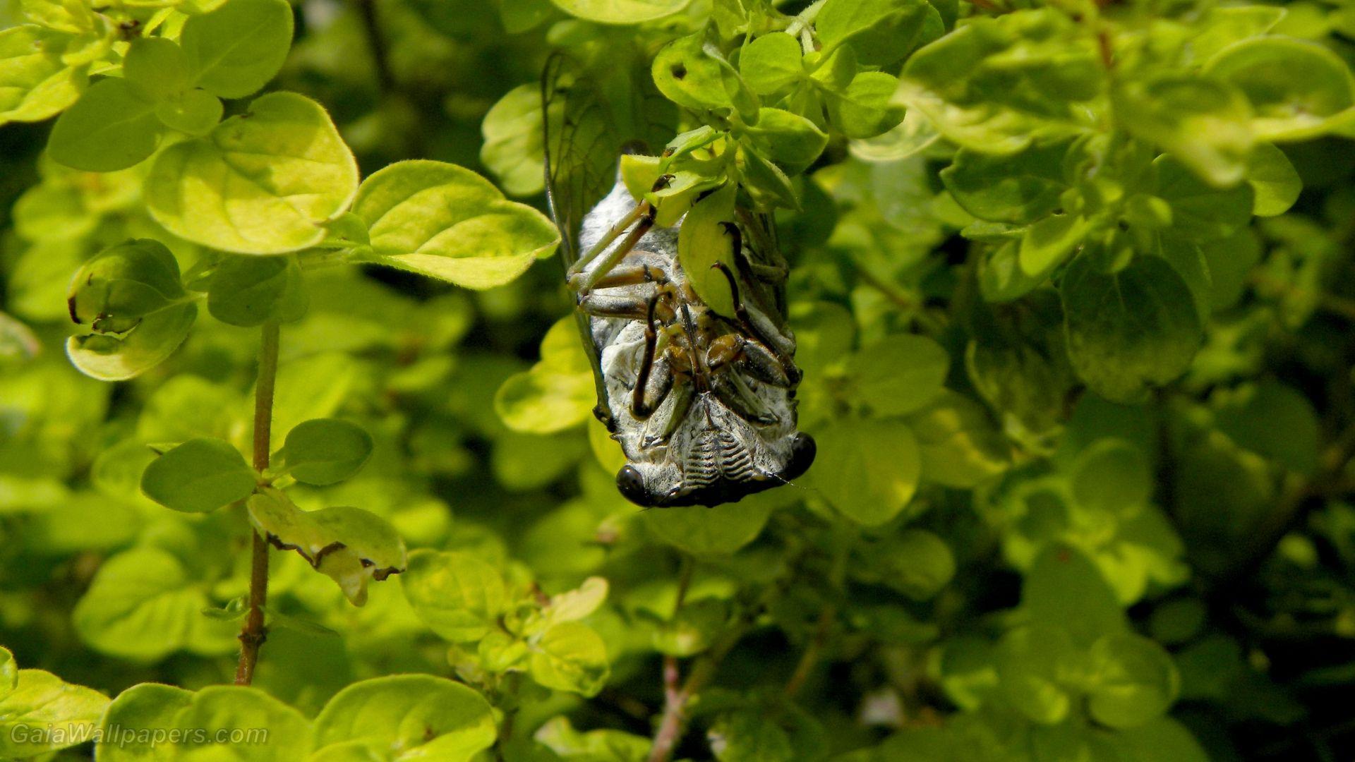 1920x1080 Cicada upside down wallpaper 1920x1080 Desktop Wallpaper
