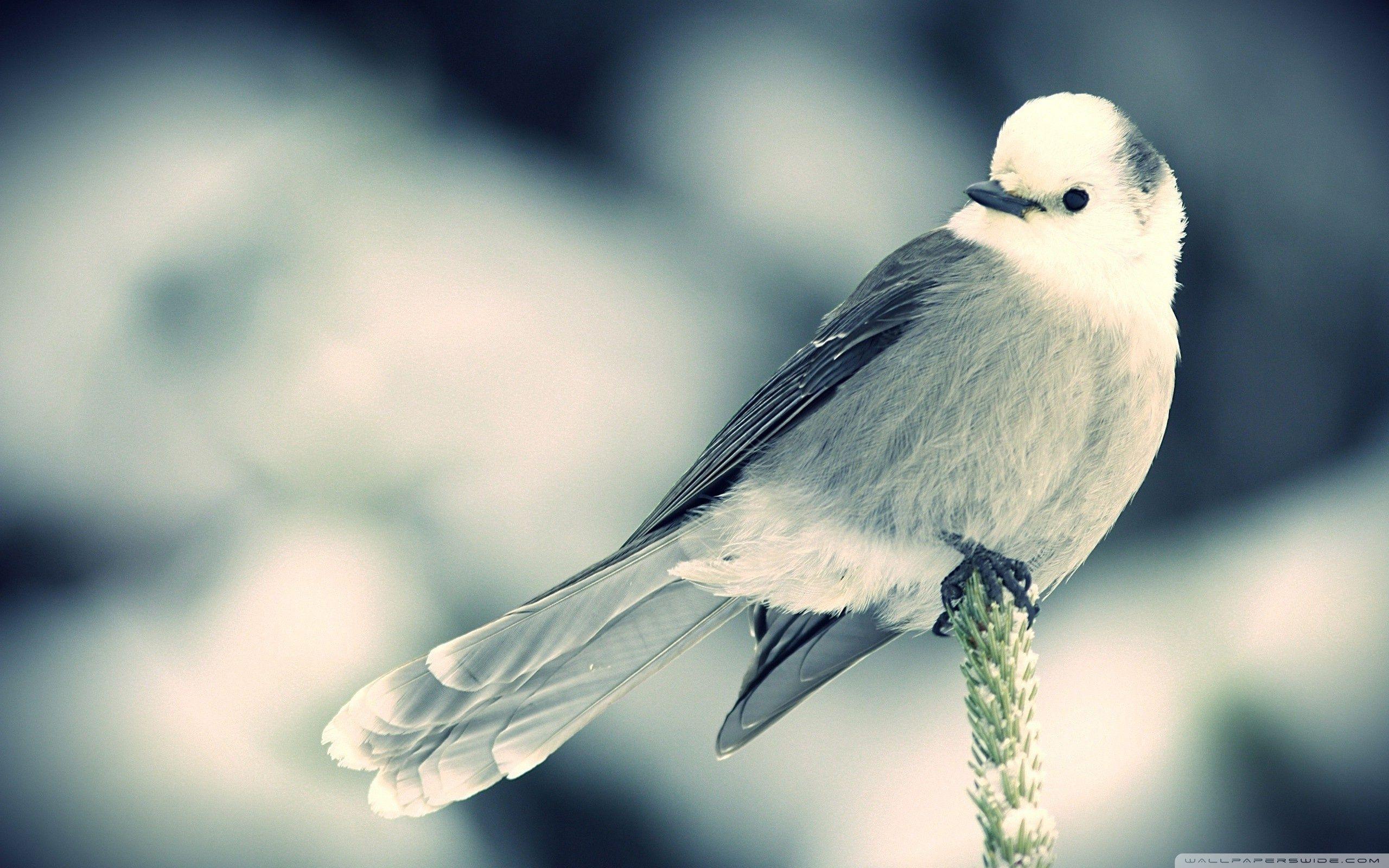 bird wallpaper