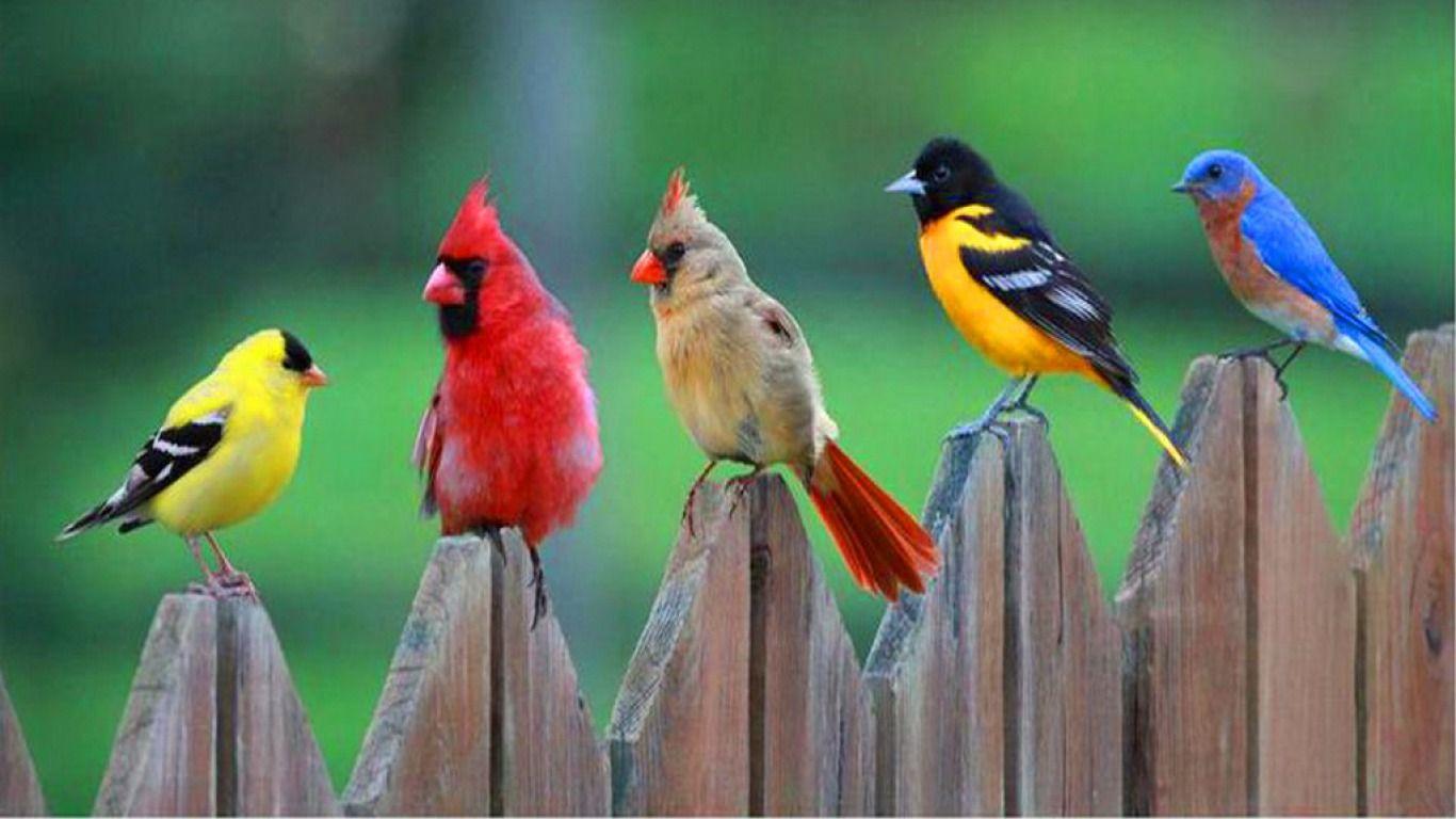 bird desktop wallpaper