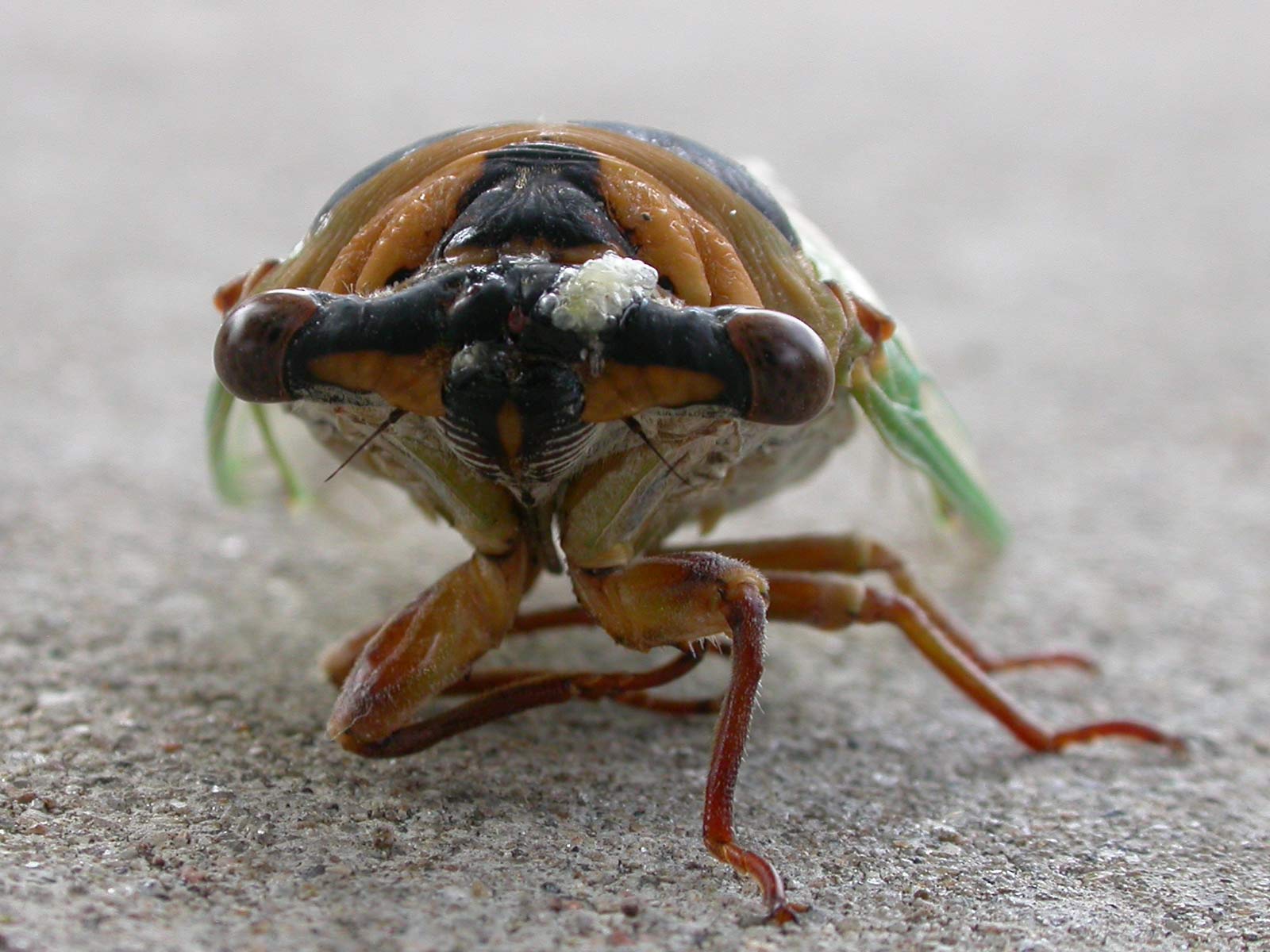 1600x1200 Insects macro Cicada wallpaperx1200