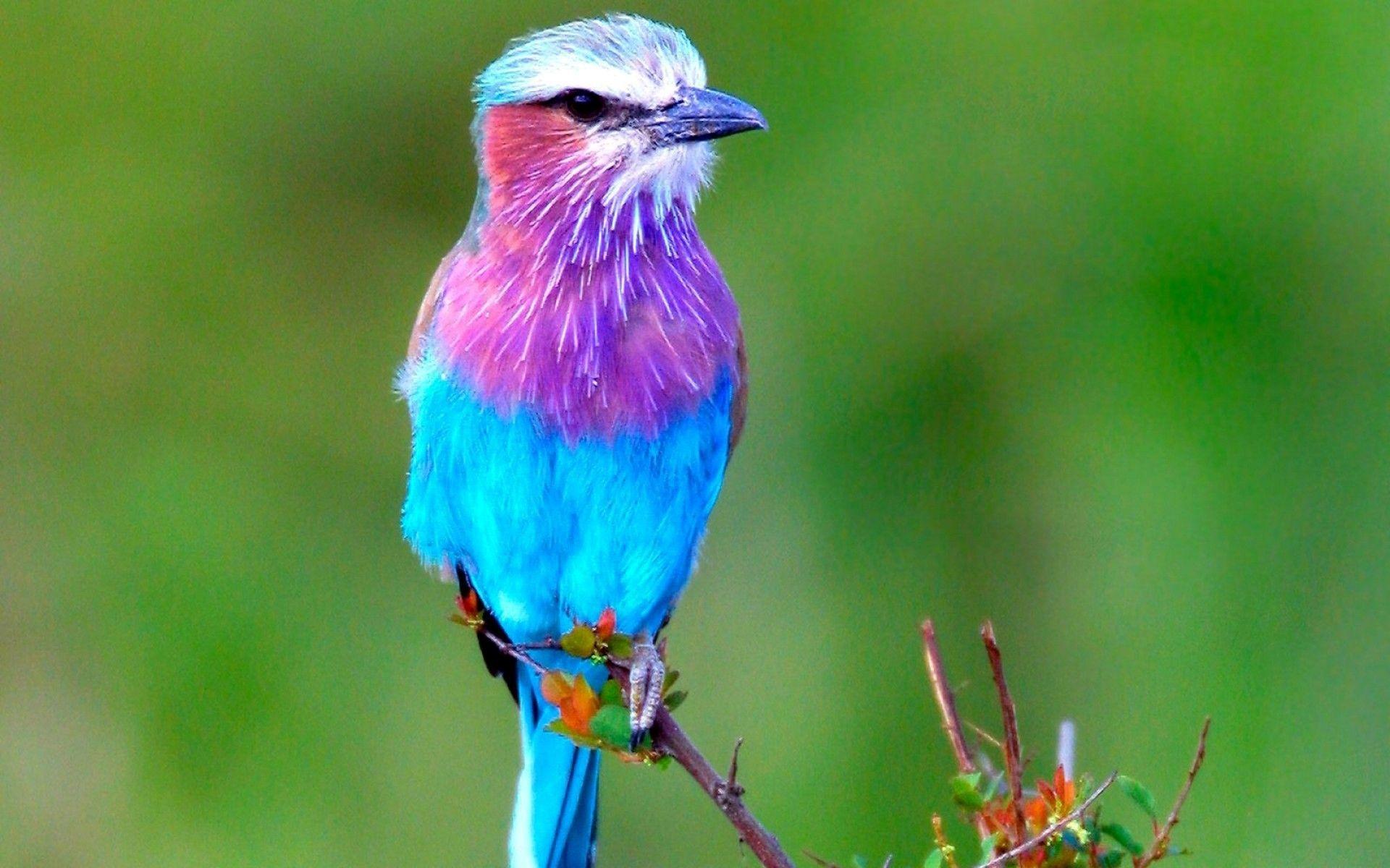 Beautiful Birds Wallpapers Top Free Beautiful Birds Backgrounds 