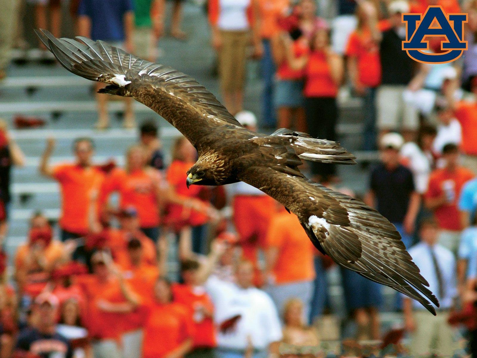 1600x1200 Free Auburn Tigers Desktop Wallpaper Y6cdvm3 Eagle Auburn Wallpaper & Background Download