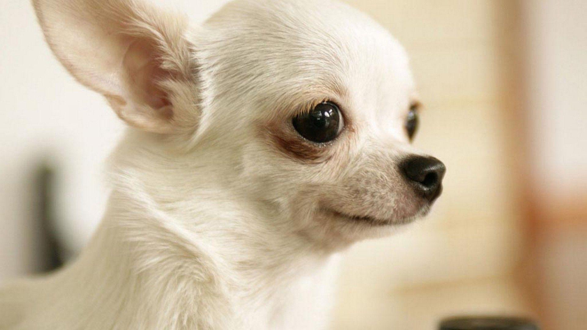 1920x1080 Puppy Desktop Wallpaper. Best HD Wallpaper. Chihuahua dog picture, Chihuahua puppies, Chihuahua