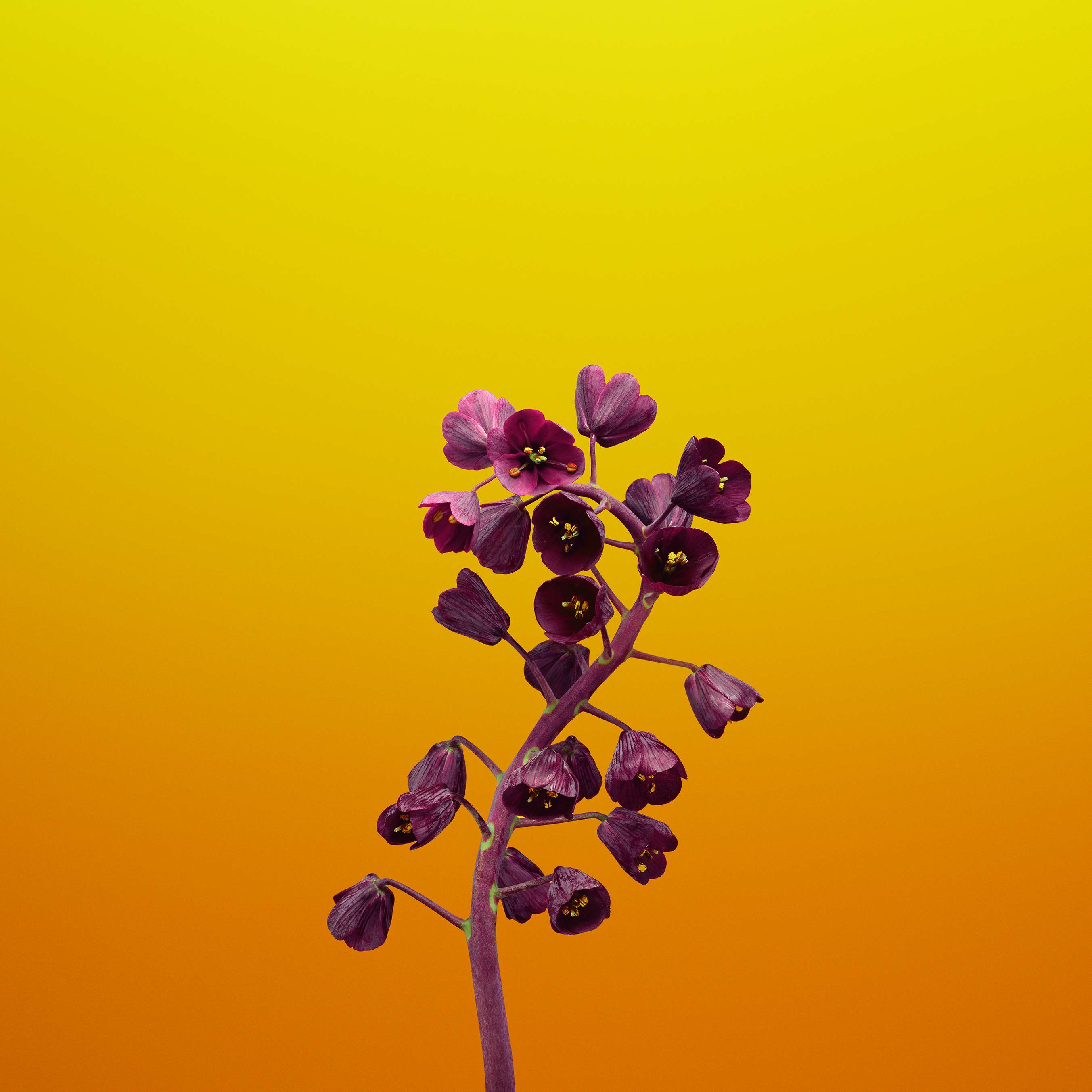2706x2706 iPhone Ios 11 New Wallpaper