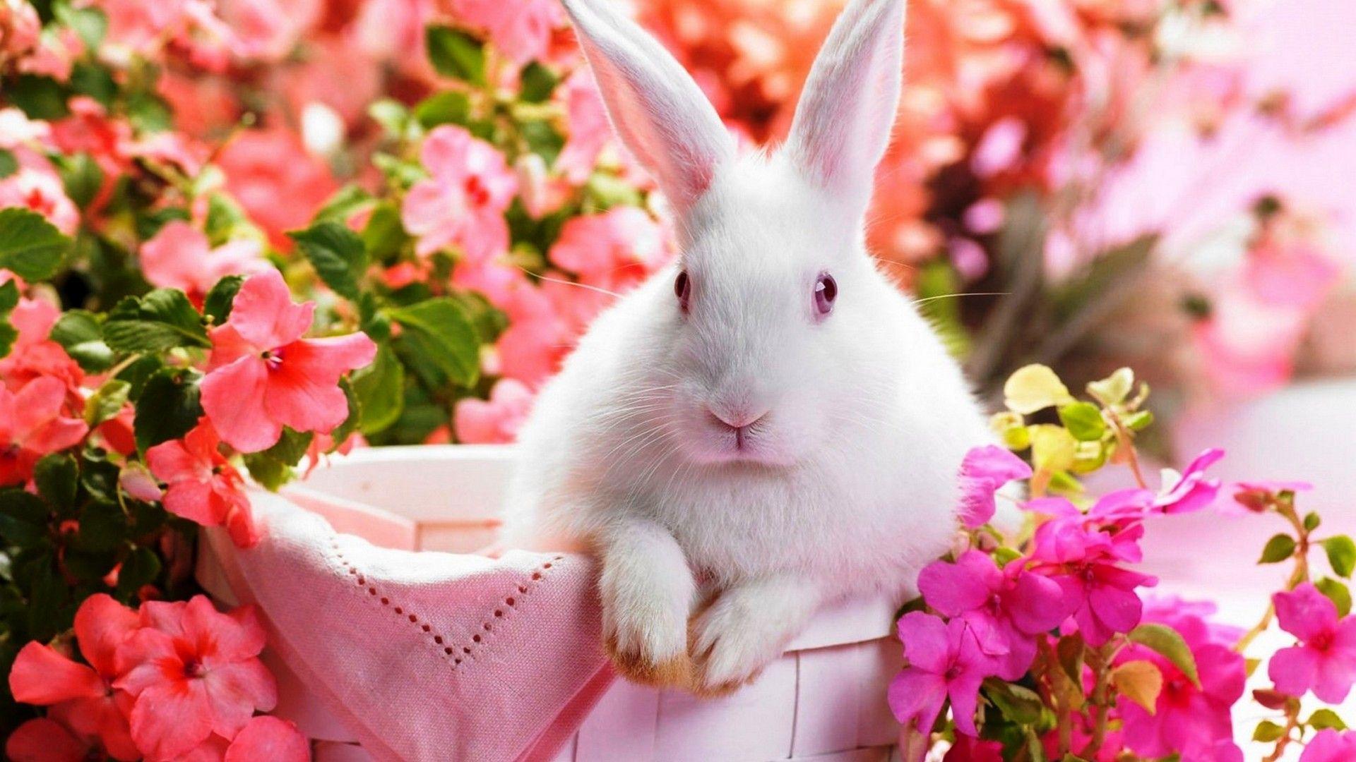 1920x1080 Cute Rabbit Wallpaper HD Wallpaper & Background Download