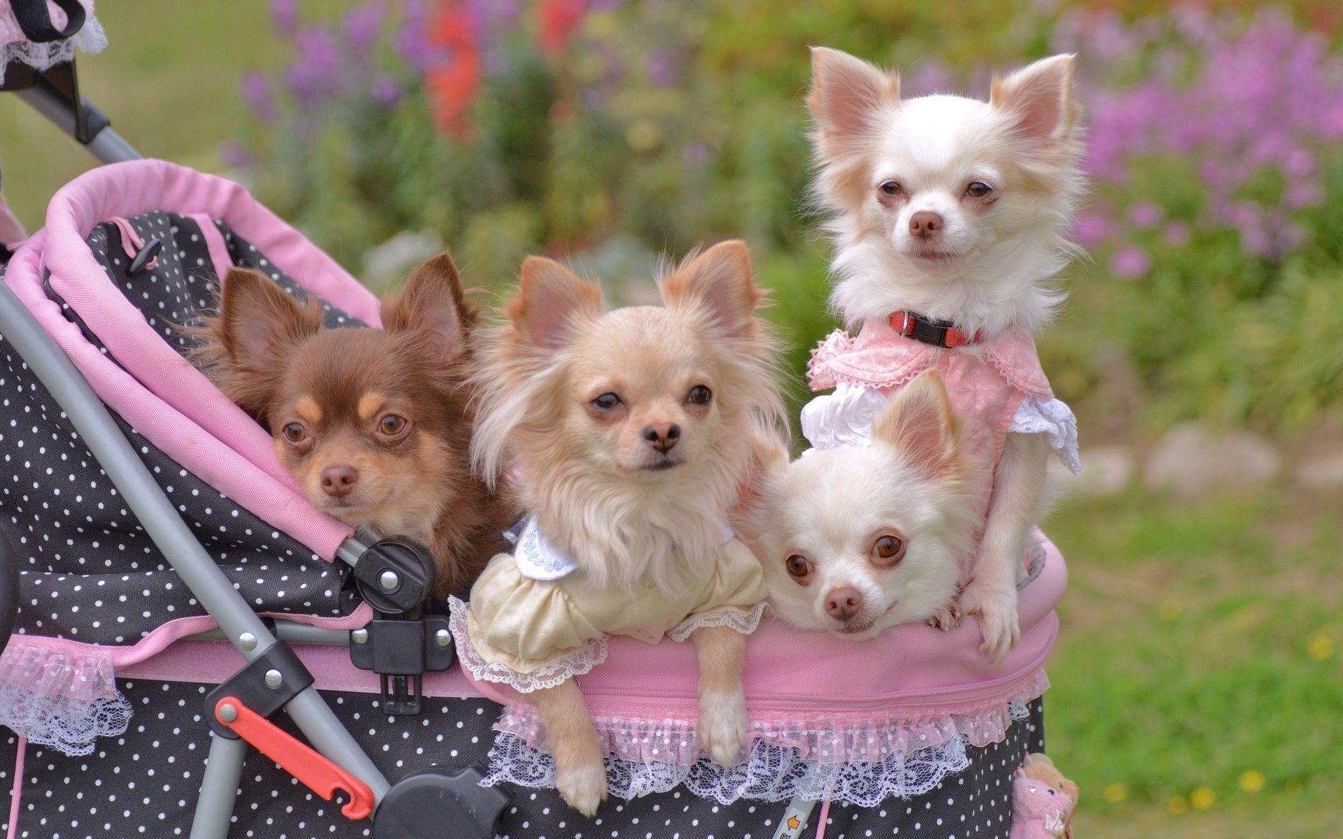 1920x1200 Free Chihuahua Wallpaper for Desktop. Cute chihuahua, Chihuahua, Baby chihuahua