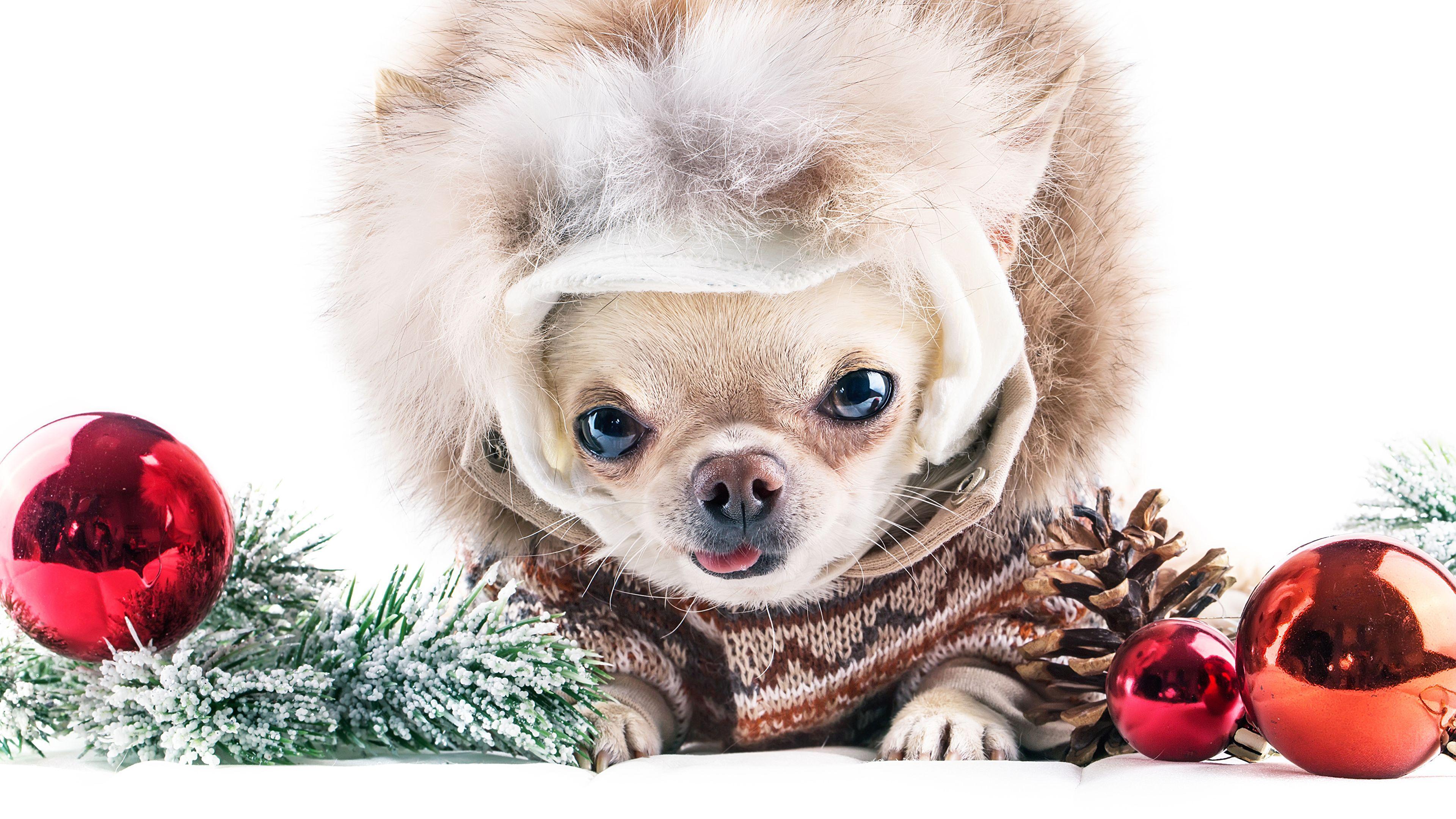 3840x2160 Desktop Wallpaper Chihuahua dog Christmas Balls Conifer 3840x2160