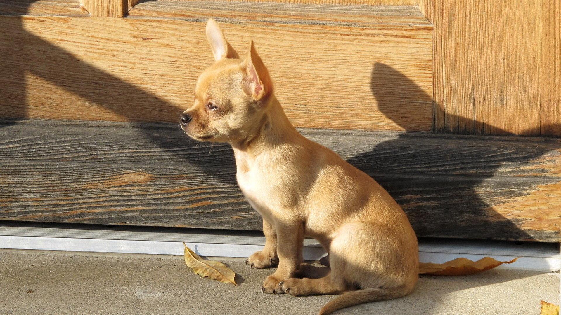 1920x1080 Chihuahua wallpaper 1920x1080 Full HD (1080p) desktop background