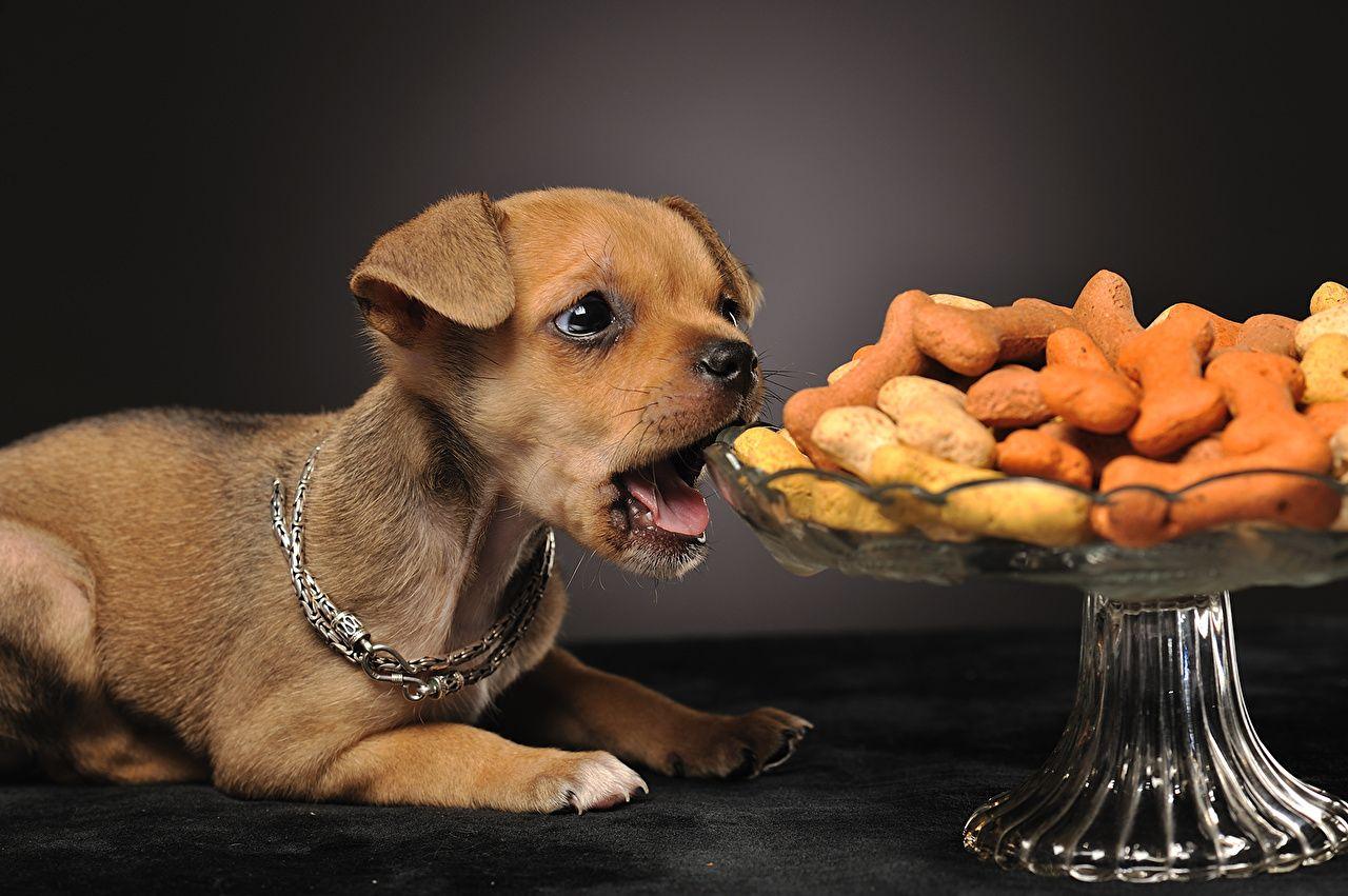 1280x851 Desktop Wallpaper Chihuahua Dogs Nuts Animals