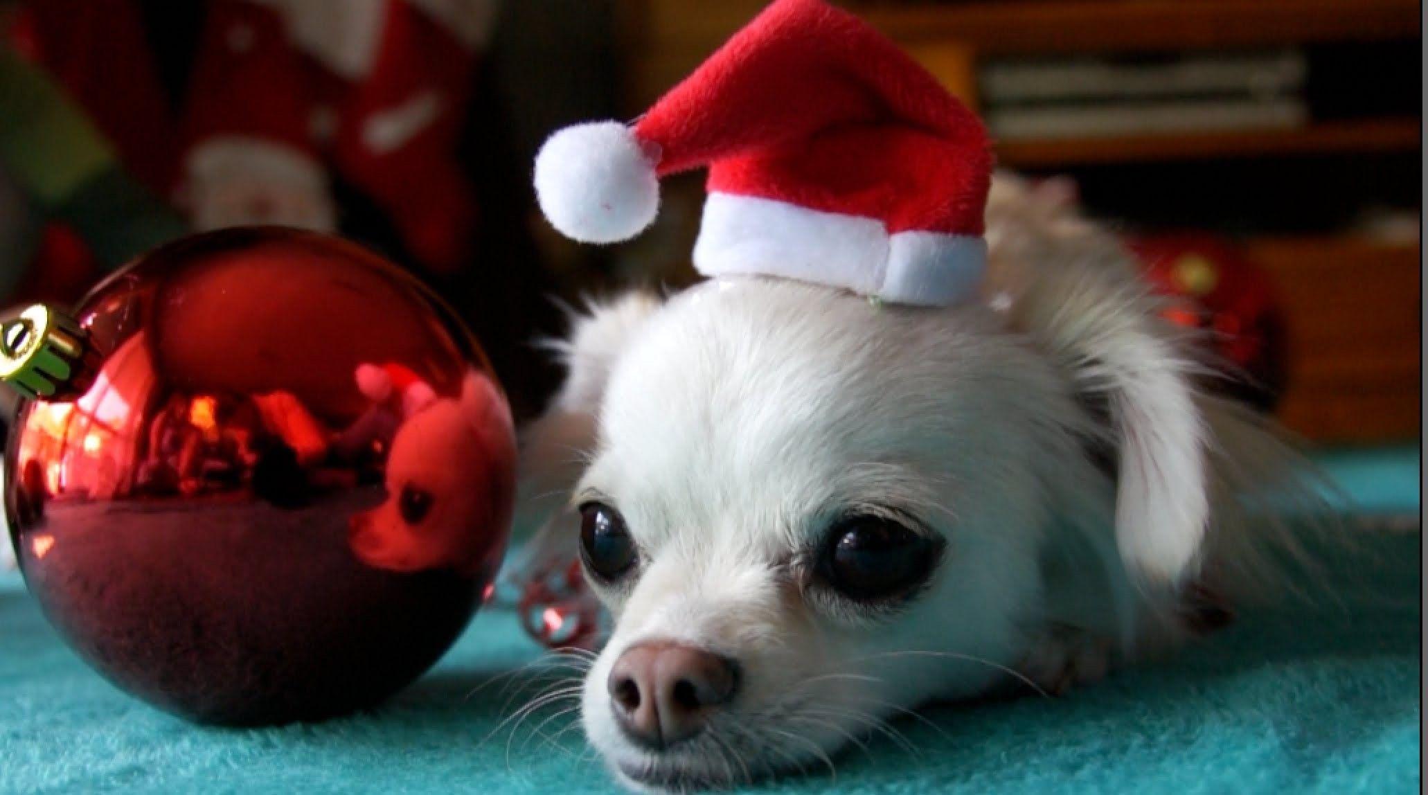 2062x1148 Chihuahua Wallpaper for Desktop