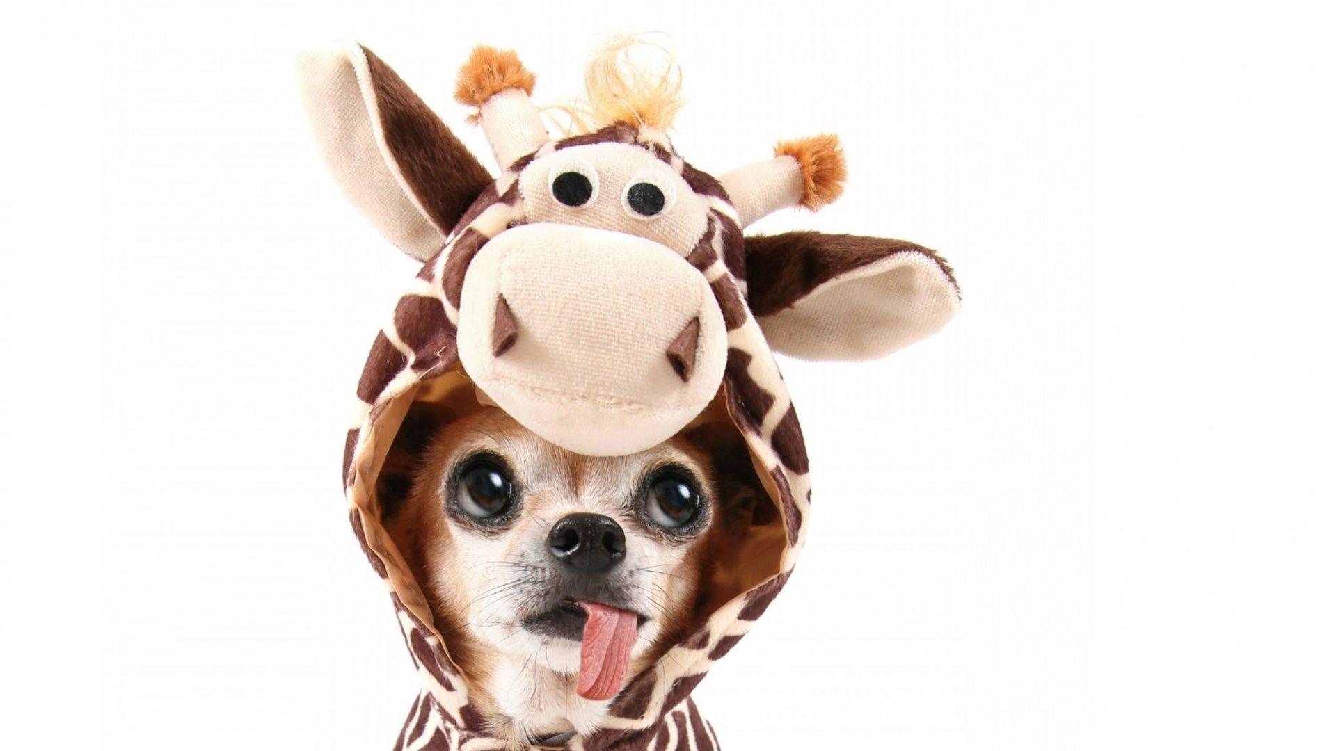 1920x1080 Chihuahua Giraffe Costum desktop PC and Mac wallpaper