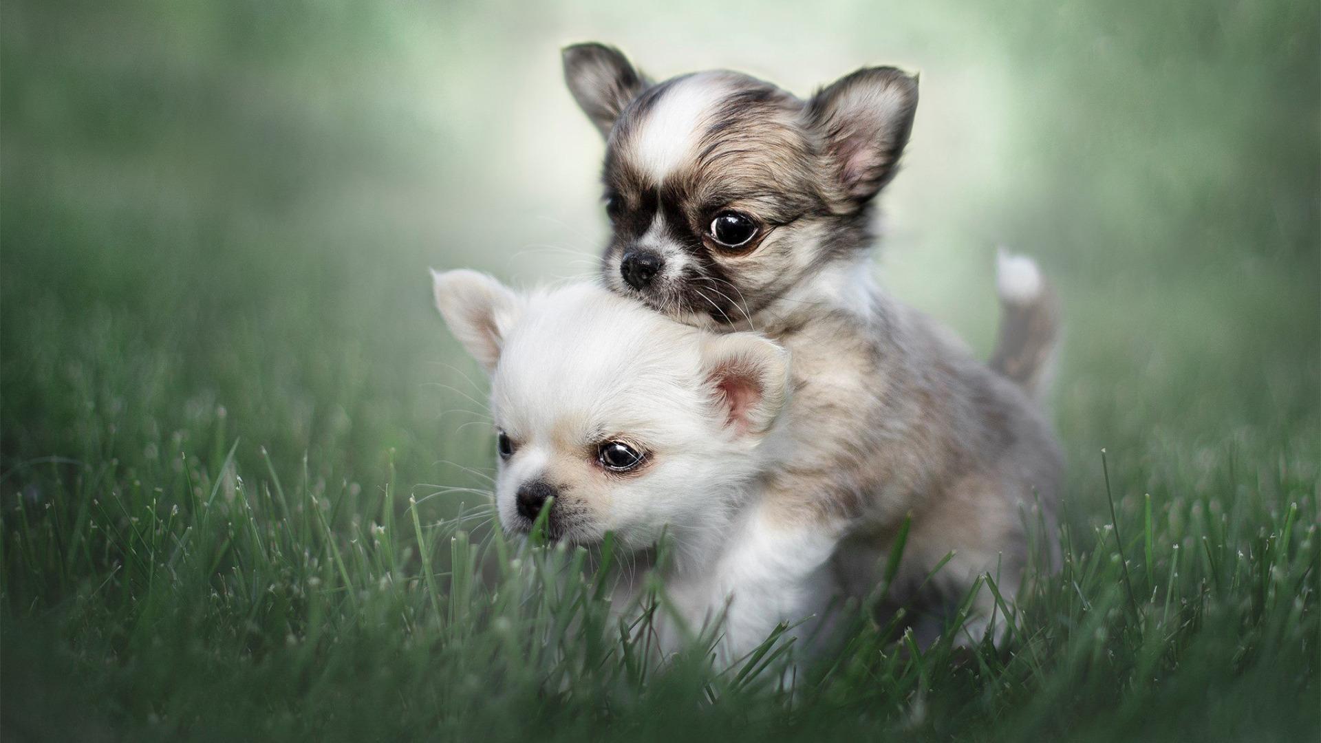 1920x1080 Chihuahua Wallpaper HD & 4k Background for Android