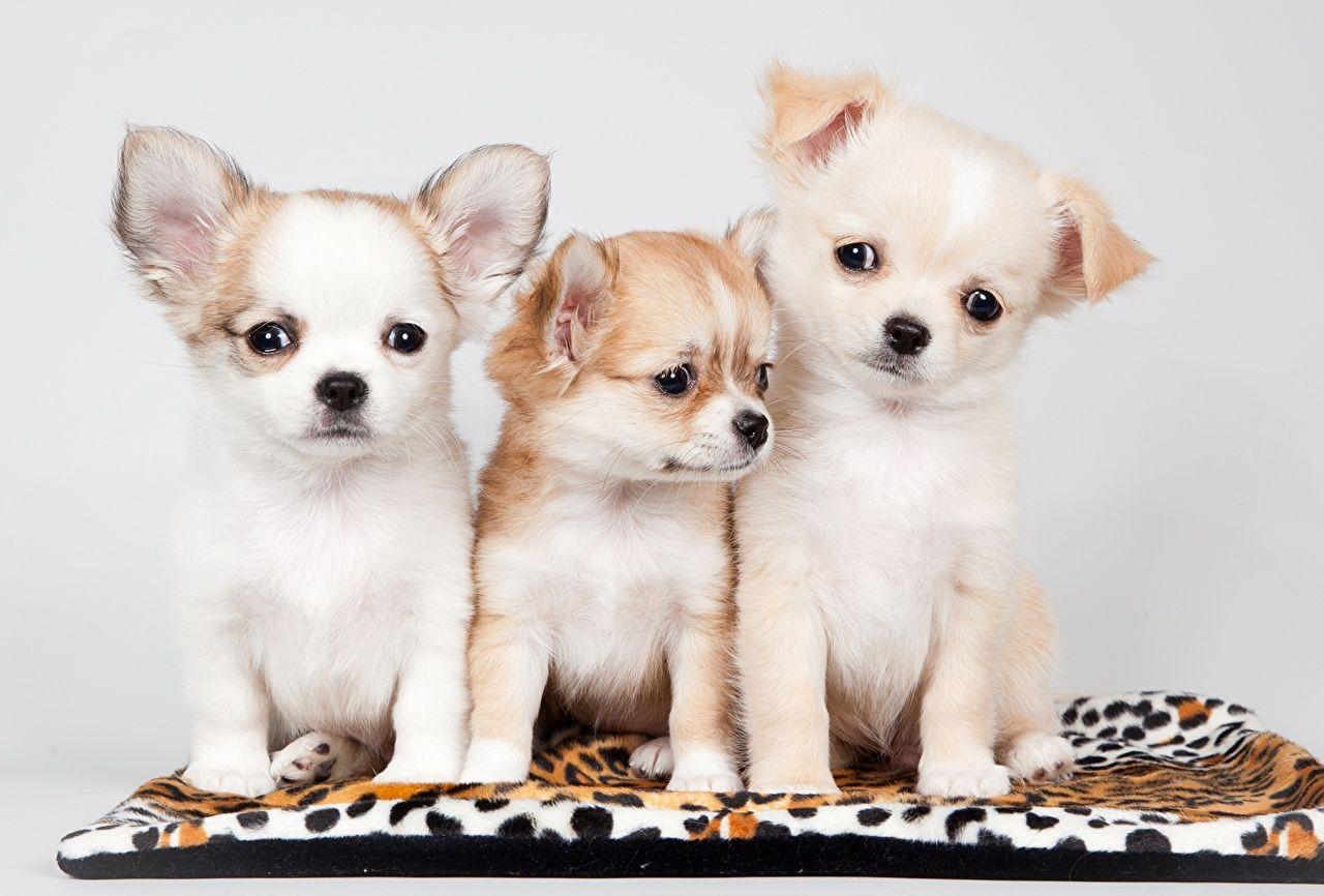 1280x866 Desktop Wallpaper Puppy Chihuahua Dogs Three 3 animal