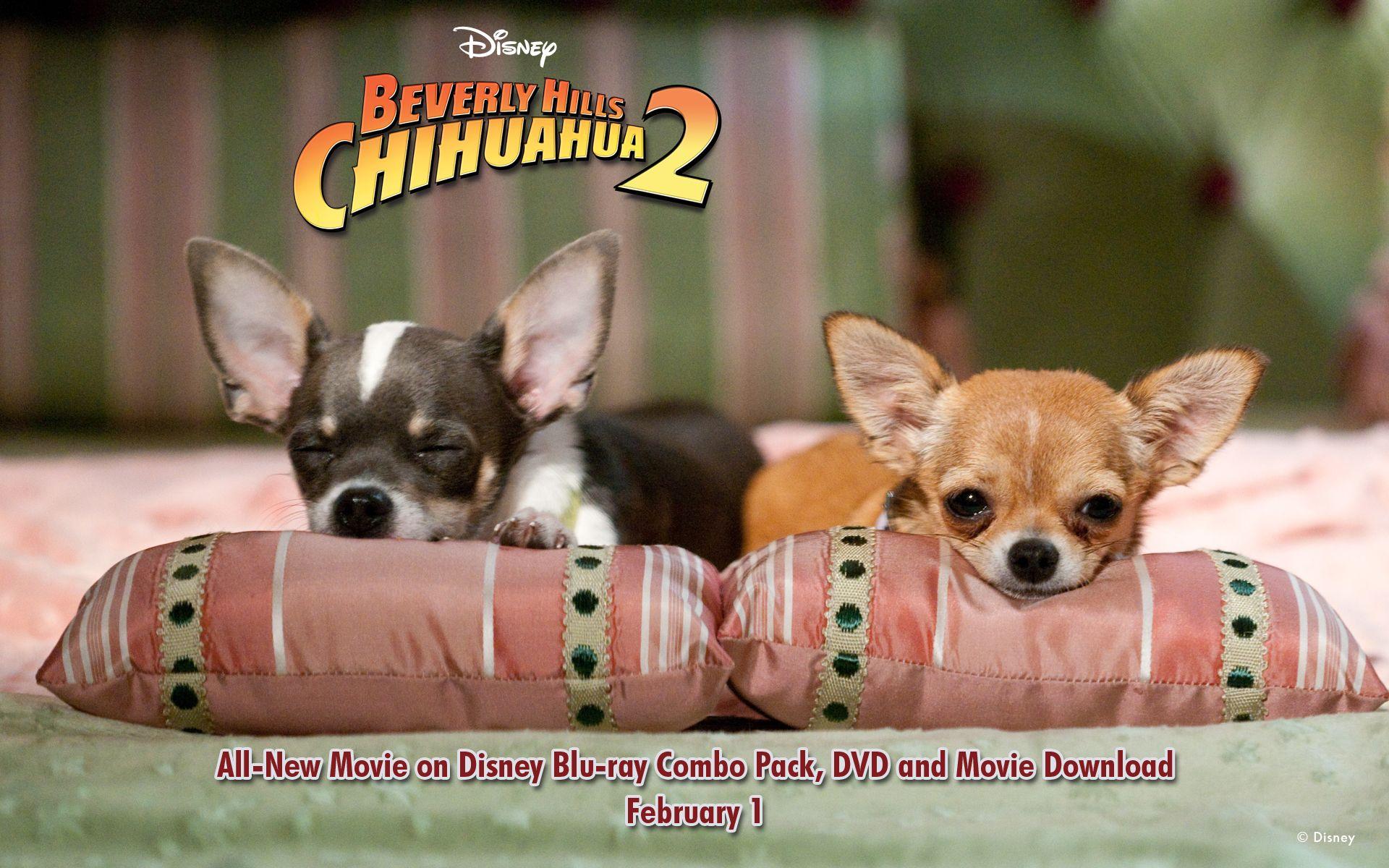 1920x1200 Free download chihuahua wallpaper desktop wallpaper hot gentle chihuahua [1920x1200] for your Desktop, Mobile & Tablet. Explore Chihuahua Desktop Wallpaper. Christmas Chihuahua Desktop Wallpaper, Black Chihuahua Wallpaper, Chihuahua Puppies