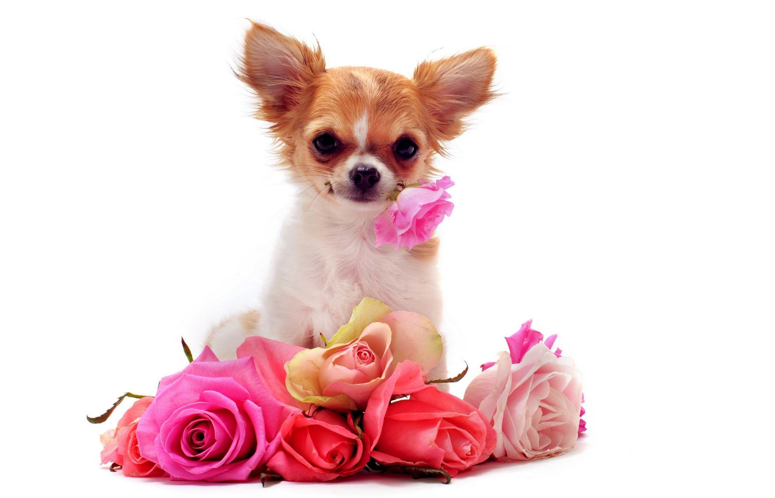 2560x1646 Chihuahua Dog Free Wallpaper Src Chihuahua Wallpaper HD Wallpaper