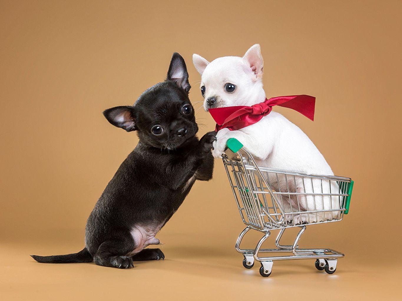1365x1024 Desktop Wallpaper Puppy Chihuahua Dogs 2 Bowknot animal