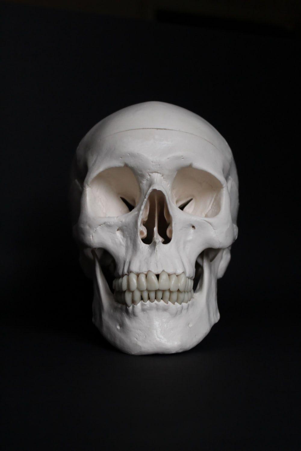 1000x1500 Skull Picture. Download Free Image