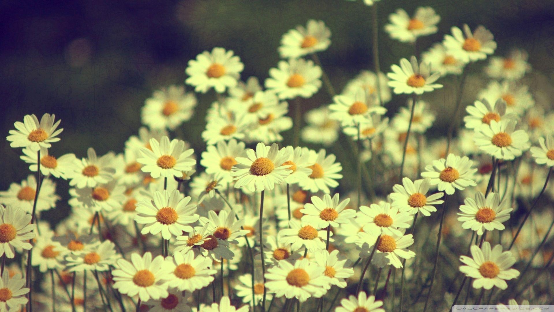 1920x1080 Free download Download Little Sun Flowers Vintage Graphy Wallchips Wallpaper [1920x1080] for your Desktop, Mobile & Tablet. Explore Vintage Flower Wallpaper. Vintage Pink Rose Wallpaper, Vintage Wallpaper Flower Image