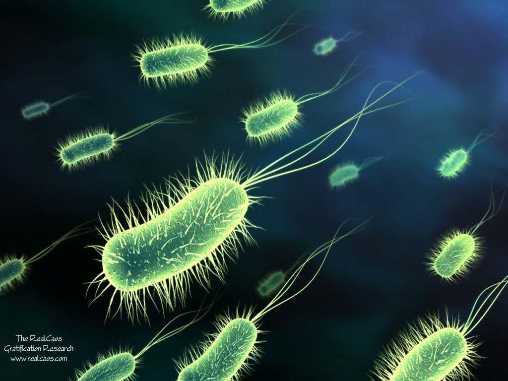 1024x768 Free Bacteria, Download Free Clip Art, Free Clip Art on Clipart Library