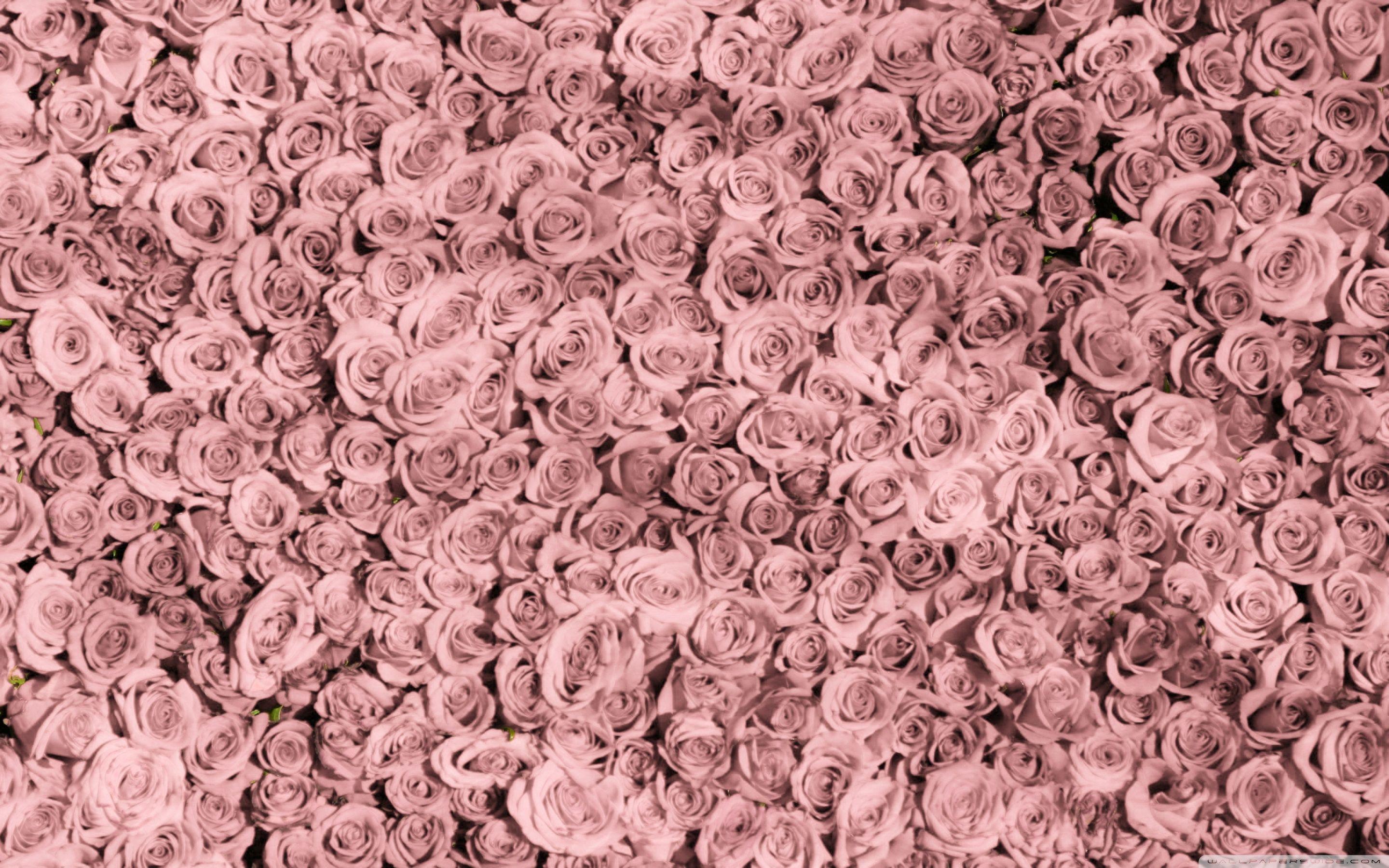 2880x1800 Download Vintage Pink Roses Tumblr UltraHD Wallpaper