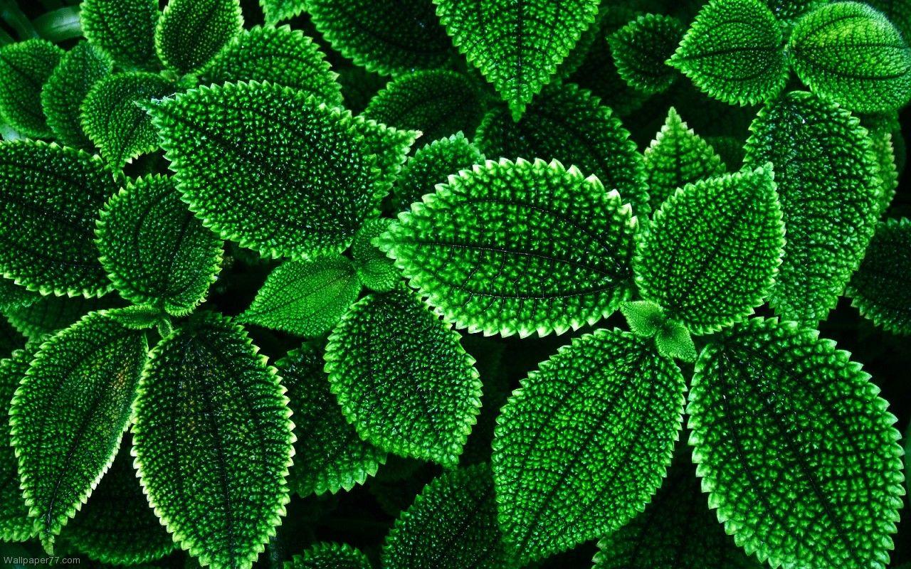 1280x800 Free download Exotic Green flower wallpaper flowers wallpaper 1280x800jpg [1280x800] for your Desktop, Mobile & Tablet. Explore Exotic Flower Wallpaper. Hawaiian Flower Wallpaper, Blue Orchid Wallpaper, Hawaiian Flowers Wallpaper Background