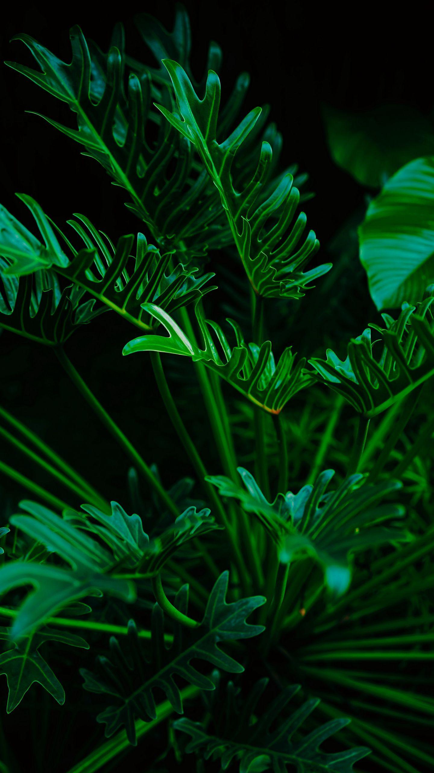 1440x2560 Download wallpaper 1440x2560 plant, leaves, green, exotic qhd samsung galaxy s s edge, note, lg g4 HD background
