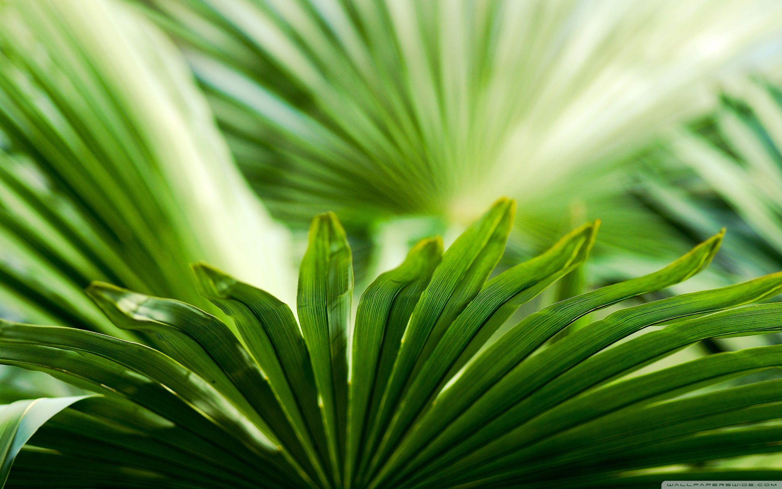 2560x1600 Exotic Leaf Ultra HD Desktop Background Wallpaper for 4K UHD TV : Multi Display, Dual Monitor : Tablet