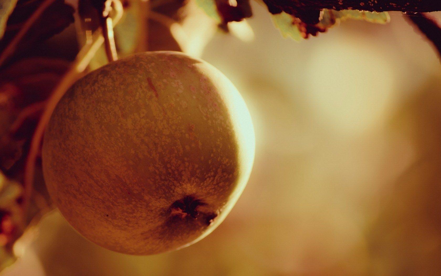1680x1050 Autumn Apple Nature