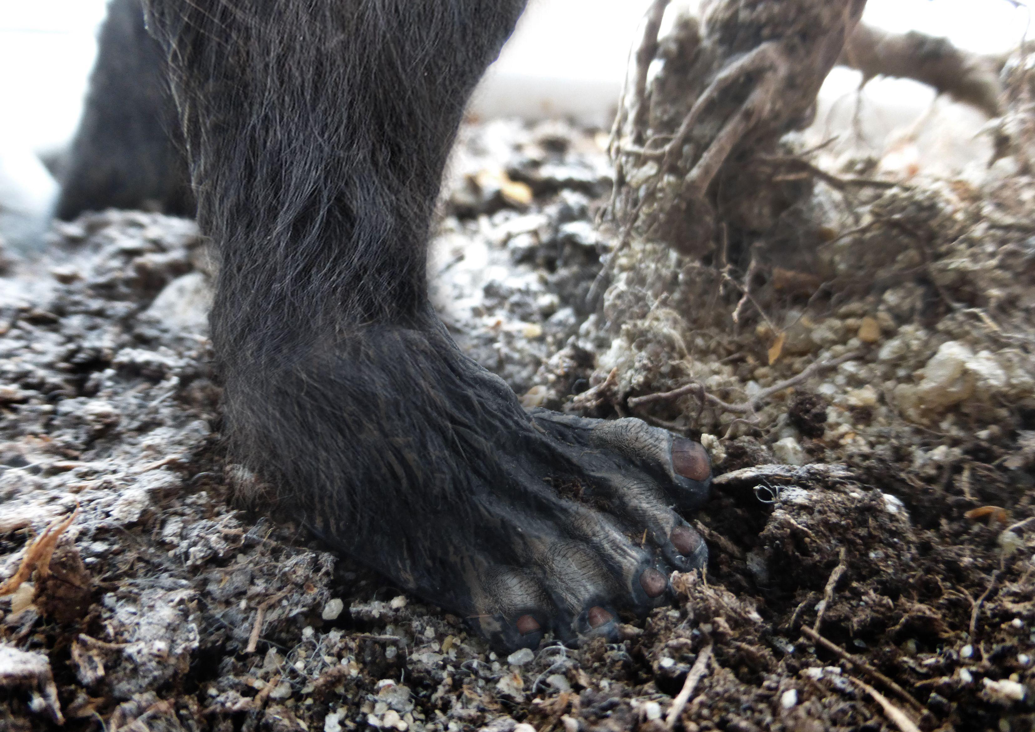 3307x2339 Free of bigfoot, foot, sasquatch