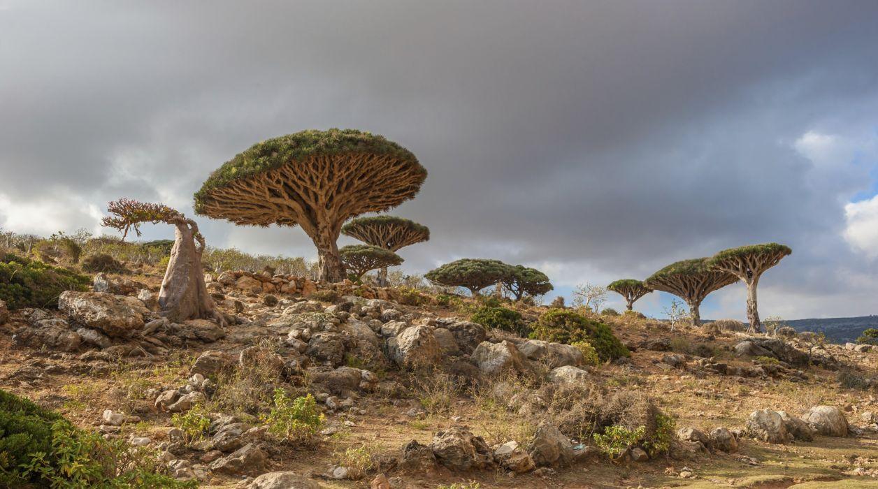 Socotra Wallpapers - Top Free Socotra Backgrounds - WallpaperAccess