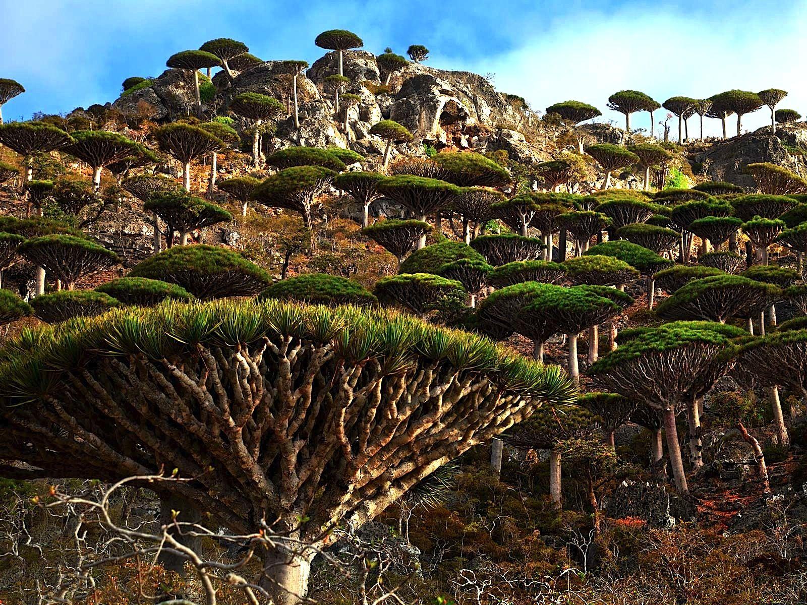 1600x1200 HD wallpaper of Socotra Island, alien world here on Earth