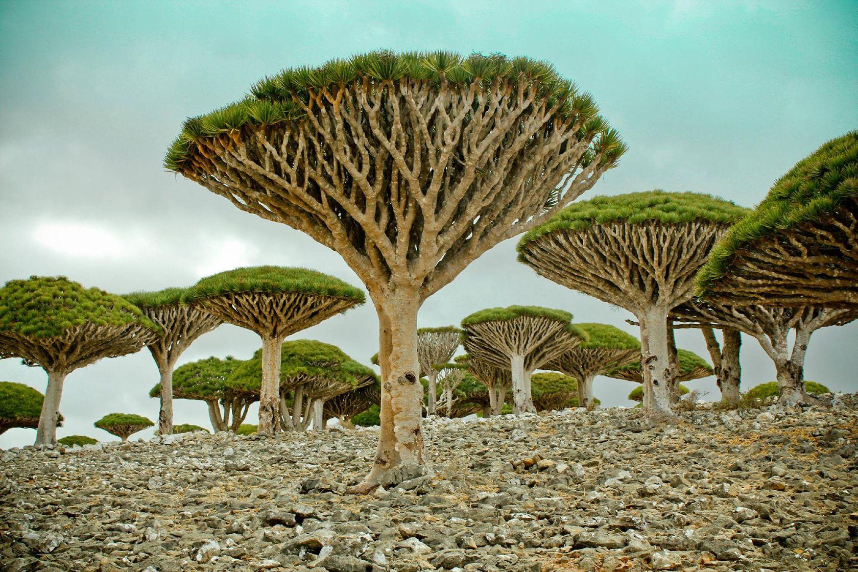 1680x1120 HD wallpaper of Socotra Island, alien world here on Earth