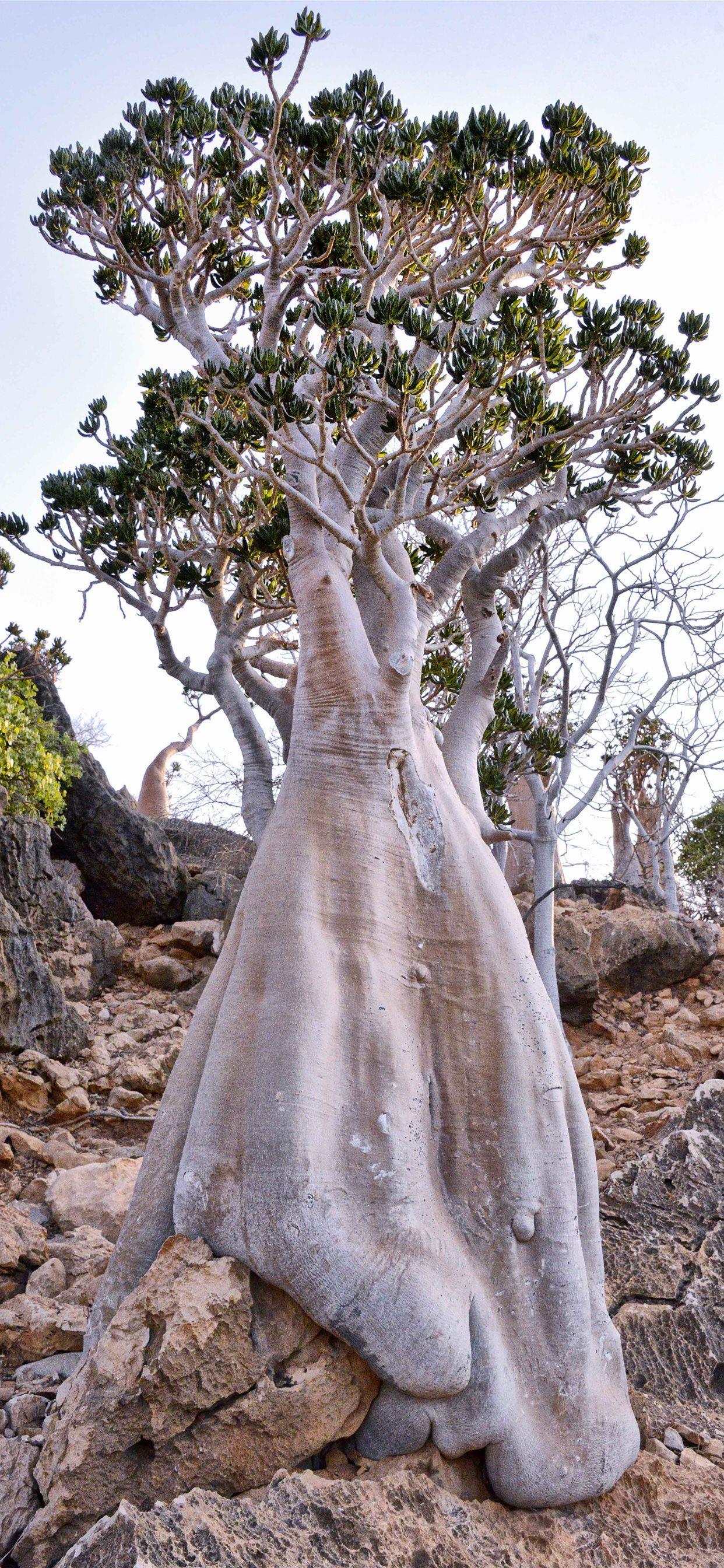 1242x2688 socotra island Bottle tree iPhone 11 Wallpaper Free Download