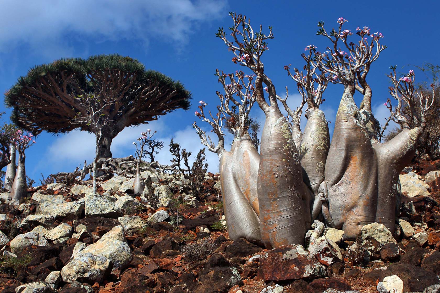 1680x1120 HD wallpaper of Socotra Island, alien world here on Earth