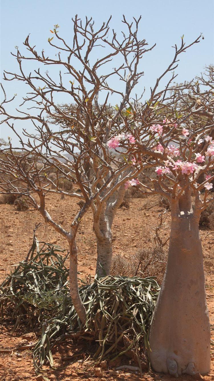 1080x1920 Socotra Island iPhone 8 Wallpaper Free Download