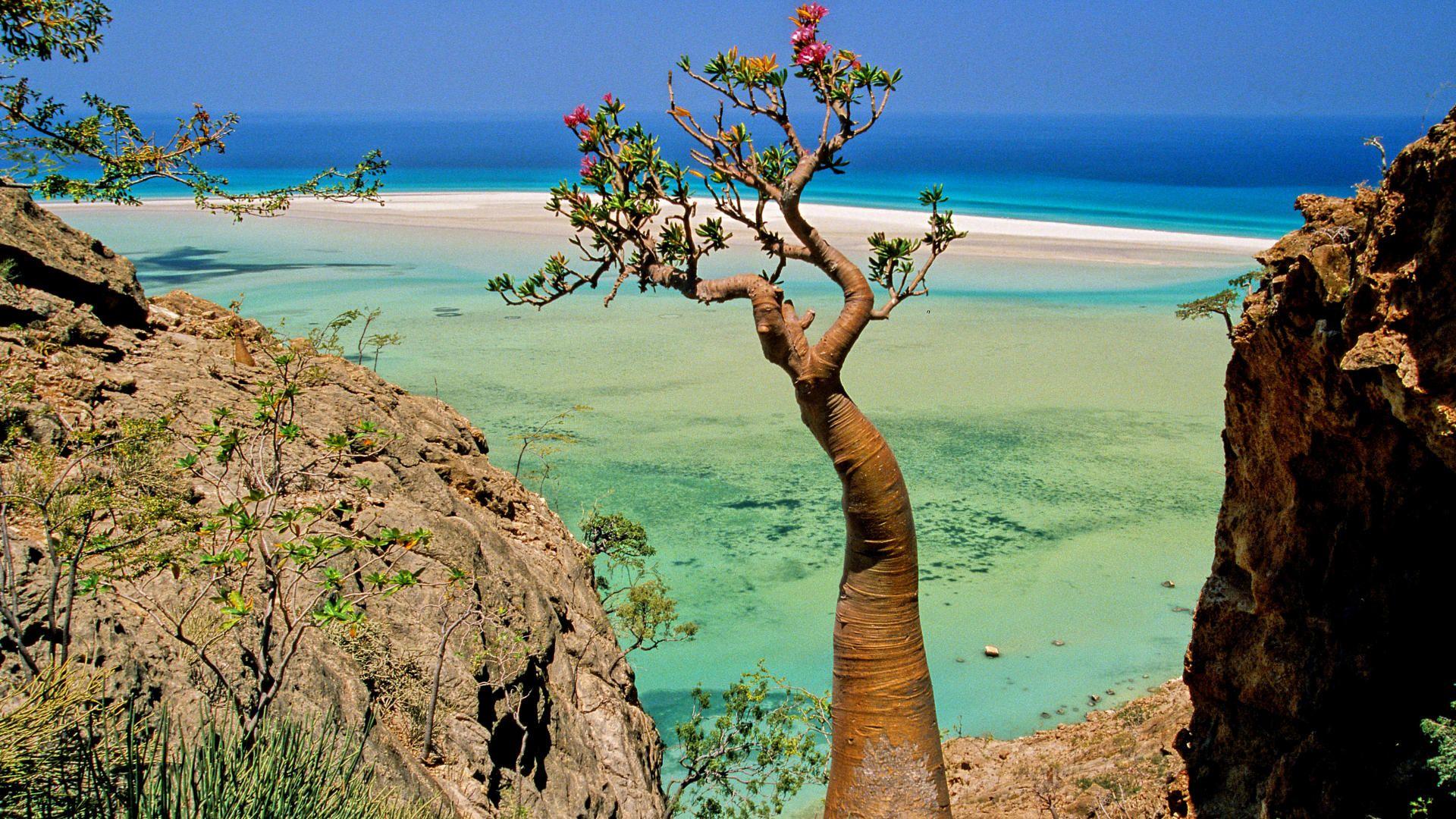 1920x1080 Bottle Tree, Qalansia Beach and Lagoon, Socotra Island, Yemen 000 Fonds d'écran HD gratuits et de qualité ! Wallpaper HD