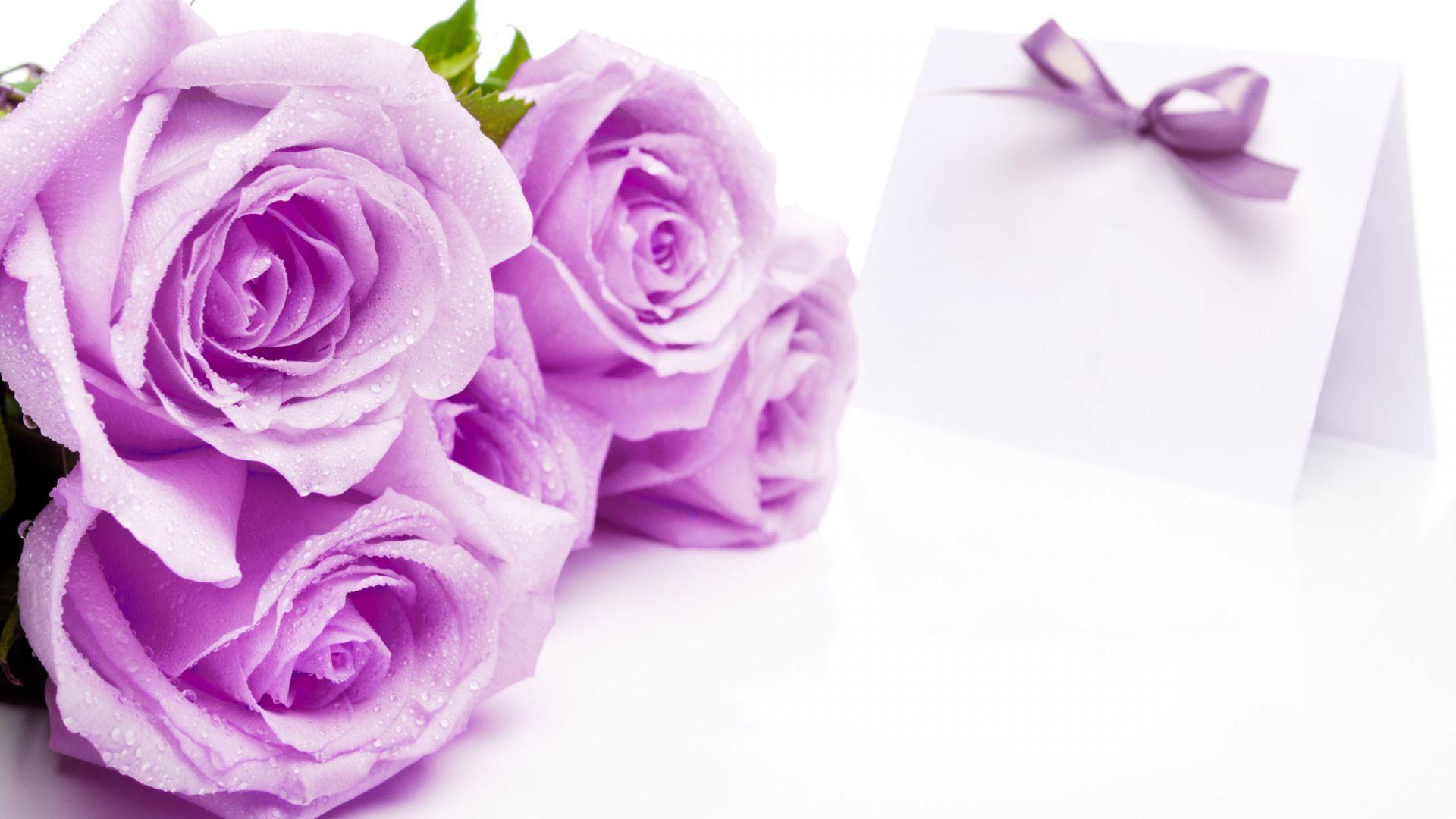 1920x1080 Free download rose wallpaper photo Beautiful Rose Flower Wallpaper [2560x1600] for your Desktop, Mobile & Tablet. Explore Rose Flowers Wallpaper. Rose Flowers Wallpaper Free Download, Roses Wallpaper for Desktop