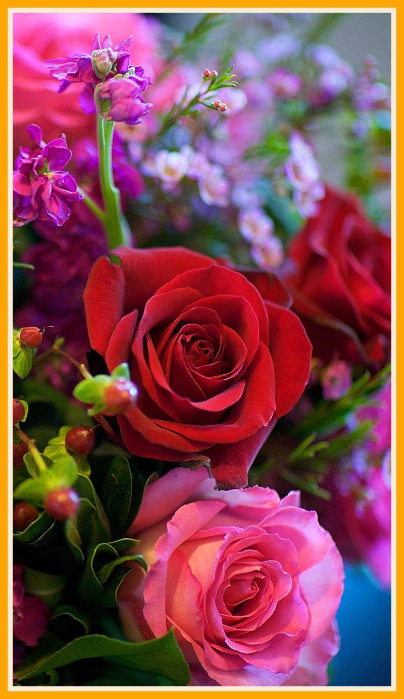 800x1384 Rose Flower Wallpaper Wallpaper For Phone Of Flowers