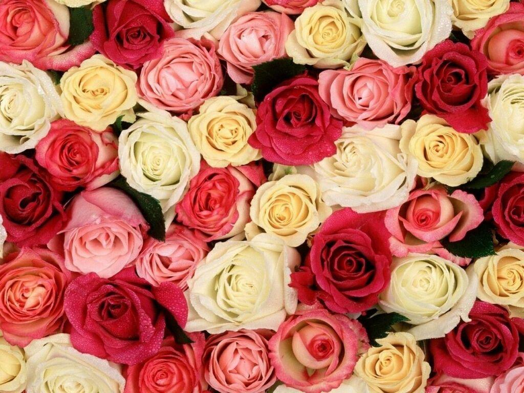 1024x768 flowers for flower lovers.: Beautiful Rose Flowers wallpaper