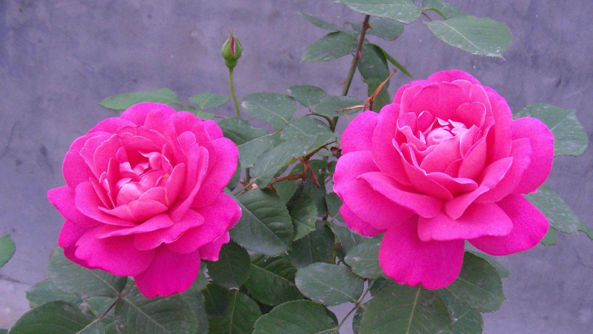 1920x1080 Free download Rose Flower Wallpaper HD [2880x1800] for your Desktop, Mobile & Tablet. Explore Rose Flower Wallpaper HD. Free Wallpaper Roses, Free Wallpaper Roses 3D Background, Roses Image & Wallpaper